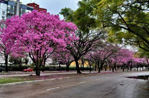 Primavera en Lisboa  - calles florecidas